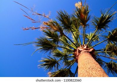 Flowering Washington Palm Tree Or Mexican Fan Palm,Washingtonia Robusta Against Blue Sky In Tenerife,Canary Islands,Spain.Tropical Summer Background.