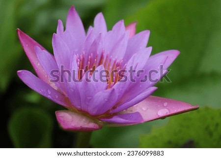 Flowering water lily (Nymphaea stellata) with drops of water on petals on green leaf background