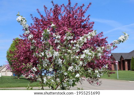 Flowering white crabapple tree in front of a pink crabapple tree, both in full bloom in residential setting. 