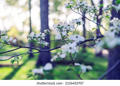 Flowering White Dogwood Tree In The Woods