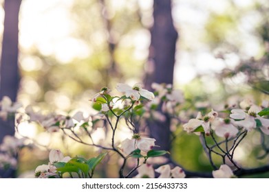 Flowering White Dogwood Tree In The Woods