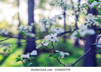 Flowering White Dogwood Tree In The Woods