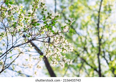 Flowering White Dogwood Tree In The Woods