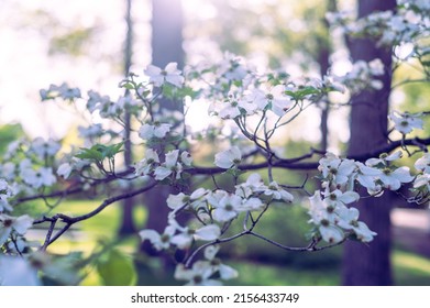 Flowering White Dogwood Tree In The Woods