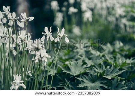 Flowering of white irises in the summer garden. Atmospheric spring floral background. Delicate iris flower beds in the park. High quality photo