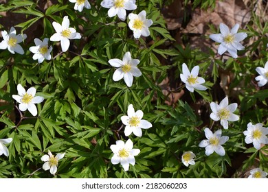 Flowering white wood anemone (Anemone nemorosa or Anemonoides nemorosa)