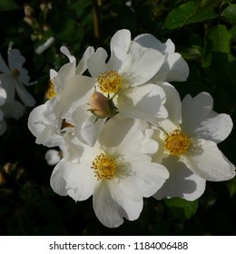 Flowering White Yellow English Rosa Kew Gardens Rose Bush In Summer