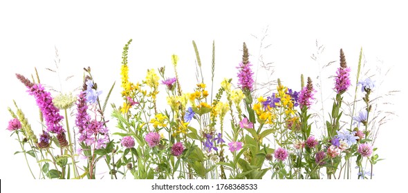 Flowering wild grass and herbs isolated on white background. Border of meadow flowers wildflowers and plants.