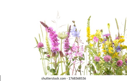 Flowering wild grass and herbs isolated on white background. Border of meadow flowers wildflowers and plants. - Shutterstock ID 1768368536