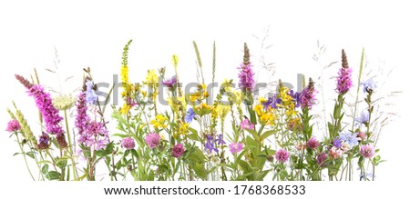 Flowering wild grass and herbs isolated on white background. Border of meadow flowers wildflowers and plants.