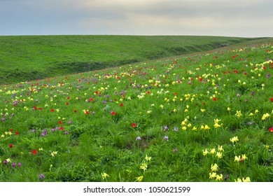 Steppe Flowers High Res Stock Images Shutterstock