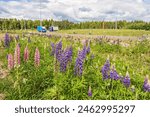 Flowering wild lupine at the roadside at a roundabout with trucks