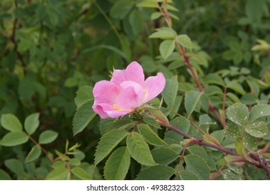 Flowering of wild pink Mountain Rose (Rosa pendulina)