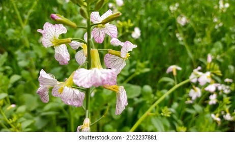 Flowering Wild Radish (Raphanus Raphanistrum)