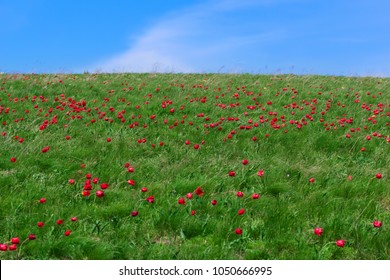 Steppe Flowers High Res Stock Images Shutterstock