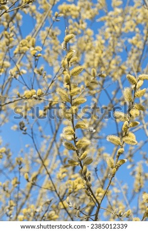 Flowering willow, Salix, in spring
