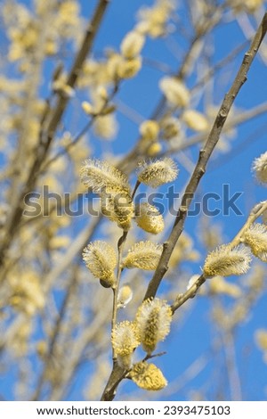 Flowering willow, Salix, in spring