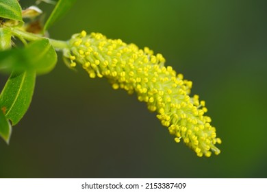 Flowering willow tree with pollen on willow catkins, the cause of many people suffering from hay fever in spring. Northern Germany near Garbsen, Hannover district.