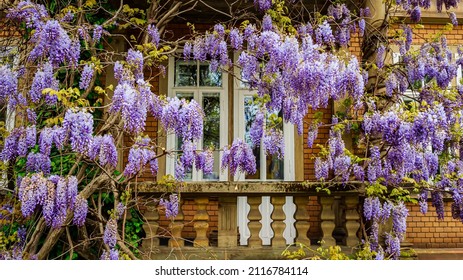 Flowering Wisteria plants near old house wall. Natural home decoration with flowers of Chinese Wisteria ( Fabaceae Wisteria sinensis ). Big wisteria tree with violet blossoms.