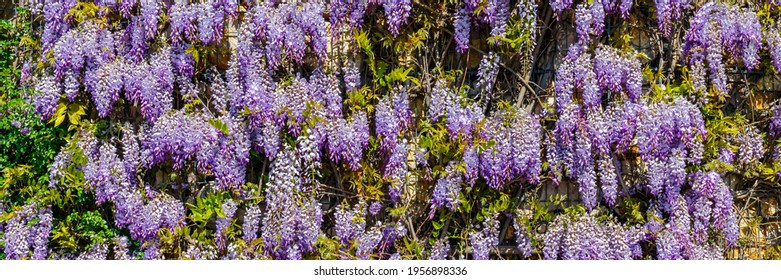 Flowering Wisteria tree in garden. Chinese Wisteria ( Fabaceae Wisteria sinensis ) flowers in sunny day, banner. Lila Wisteria blossom, banner.  