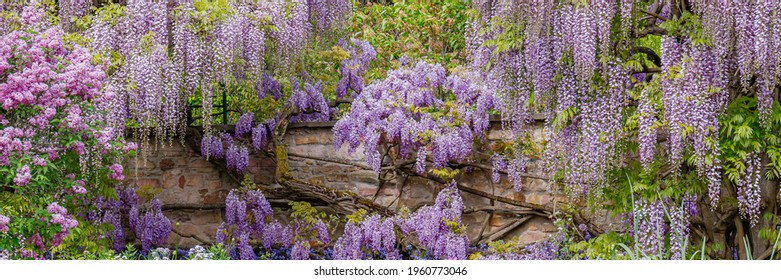 藤ノ木 の画像 写真素材 ベクター画像 Shutterstock