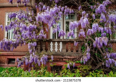 Flowering Wisteria trees on old house wall background. Natural home decoration with flowers of Chinese Wisteria ( Fabaceae Wisteria sinensis ). Big wisteria plant with violet blossoms.