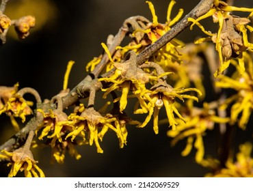 Flowering Witch Hazel Tree Branch With Yellow Flowers In Spring