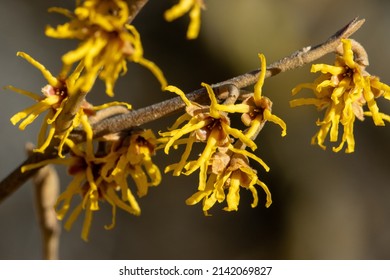 Flowering Witch Hazel Tree Branch With Yellow Flowers In Spring