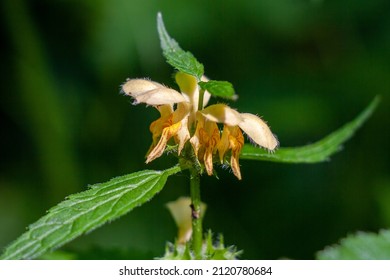 Flowering Of A Yellow Archangel