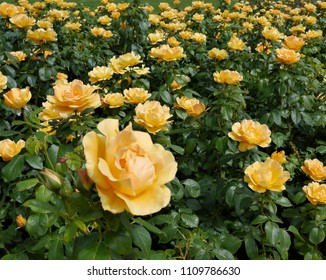 Flowering Yellow English Easy Going Rose Bush