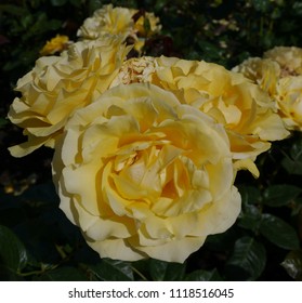 Flowering Yellow English Rosa Doris Day Rose Bush