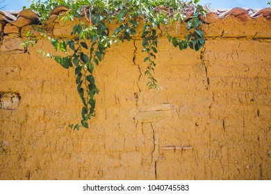 Flowerless Green Plant Hangs Over The Edge Of A Yellow Painted Brick Wall 