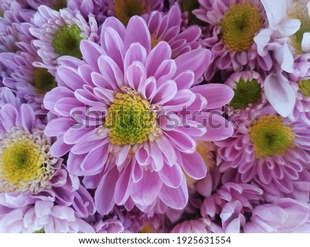 Flower​ At​ Flowermarket  Bangkok​ Thailand​