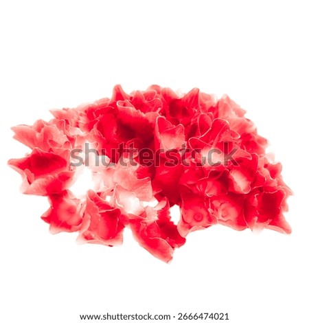 flowerp time - Red hydrangea