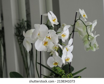 flowerpot with phalaenopsis flower Aphrodite white