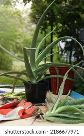 Flowerpots, Aloe Vera Plants And Gardening Gloves On Table In Garden