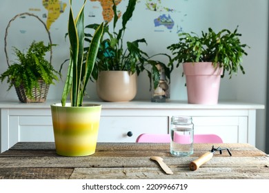 Flowerpots At Home, Sustainability Concept, No People Shown