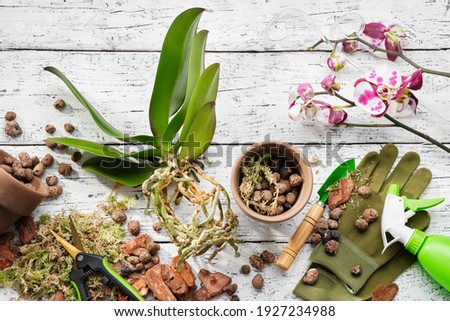 Flowerpots, pine bark, expanded clay, moss and shovel for planting orchids in a pot, spray bottle and garden pruner on table. Top view.
