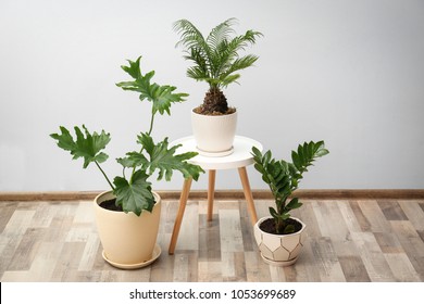 Flowerpots with tropical plants against light wall indoors - Shutterstock ID 1053699689