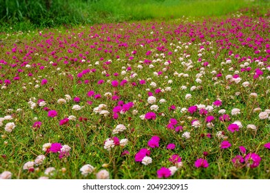 Flower That Blooms At 10 O Clock Images Stock Photos Vectors Shutterstock