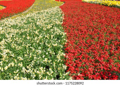 a lot of flowers