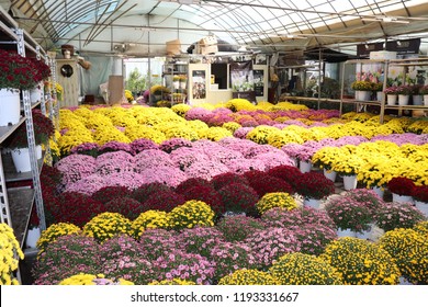 A lot flowers
