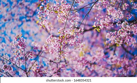 Download Flower Wallpaper Images Stock Photos Vectors Shutterstock