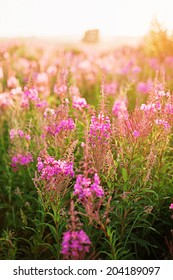 Flowers. - Shutterstock ID 204189097