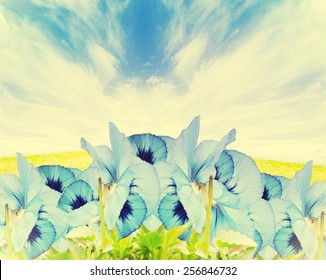 flowers