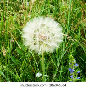 Flowers.