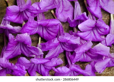 Similar Images, Stock Photos & Vectors of Flowers of saffron after