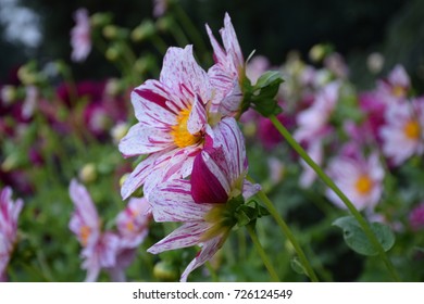 Flowers - Shutterstock ID 726124549
