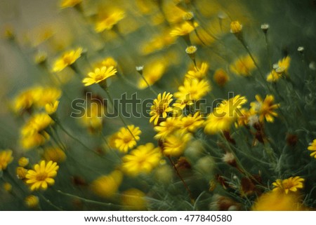 Similar – Yellow wildflowers on a riverbank in the evening light