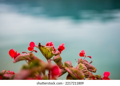 Flowers Above Annecy Lake In Fall